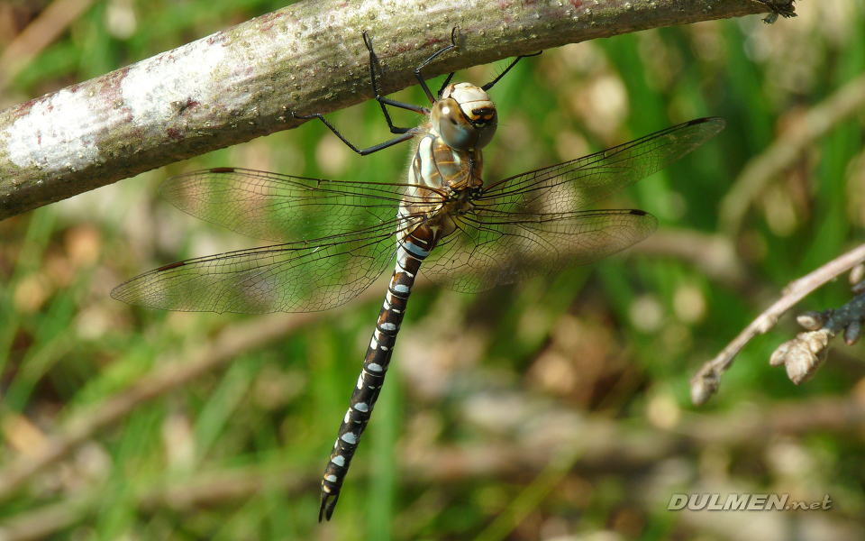 Migrant Hawker (Male, Aeshna mixta)